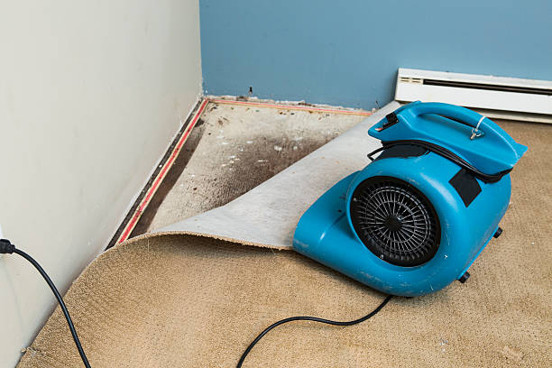 Best Mold removal after water damage  in Adamstown, PA